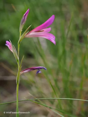 Volcano Hardy Gladiolus | Brecks Premium Bulbs