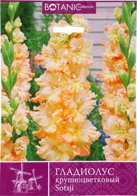 Гладиолус крупноцветковый Сочи 10/+, 7 шт по цене 235 ₽/шт. купить в  Саратове в интернет-магазине Леруа Мерлен