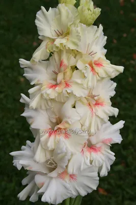 Гладиолус крупноцветковый Сорпреса (Sorpresa) купить недорого в  интернет-магазине товаров для сада Бауцентр
