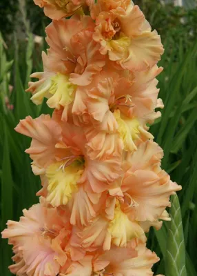 Gladiolus Deepest Red Гладиолус Дипест Ред