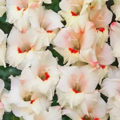 Гладиолус крупноцветковый Присцилла 3 шт. в Туле – купить по низкой цене в  интернет-магазине Леруа Мерлен