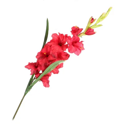 Гладиолус Geolia крупноцветковый Красный по цене 27 ₽/шт. купить в Москве в  интернет-магазине Леруа Мерлен
