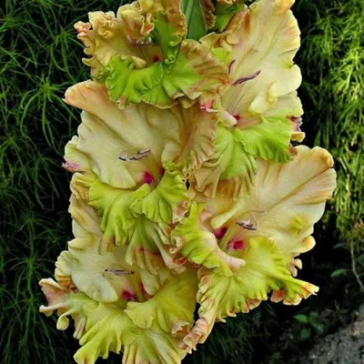 Gladiolus ´Ufa´ , Mečík, bal. 5 ks, 12,14