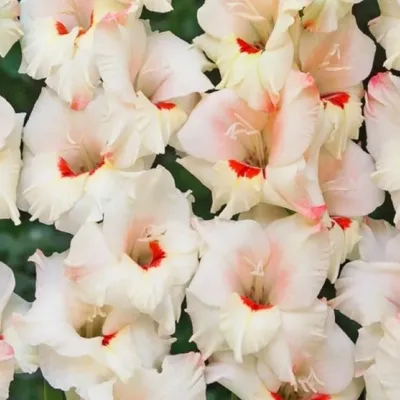 Gladiolus Ufa Bloembol JUB 7 bollen