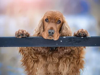 Маленькие собаки для 🐕 небольшой квартиры: лучшие породы миниатюрных собак  - Гульдог