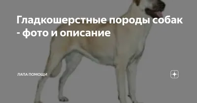 Русский той-терьер: повадки собаки 🐶 и содержание — ProPlan.ru