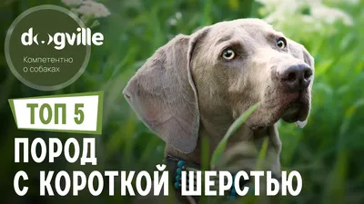 Маленькие собаки для 🐕 небольшой квартиры: лучшие породы миниатюрных собак  - Гульдог