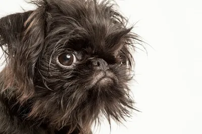 Брюссельский гриффон (Brussels Griffon) - это веселая, дружелюбная и  немного капризная порода собак. Фото, описание и отзывы.