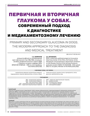 Слепота у собак и кошек: симптомы, причины, лечение | Офтальмологическое  отделение ветеринарной клиники