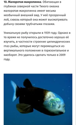 Рыба баррель: Глубоководный чудак с вращающимися глазами и прозрачной  головой