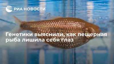 Рыба Глаз Крупным Планом — стоковые фотографии и другие картинки Водный  организм - Водный организм, Глаз, Глаз животного - iStock