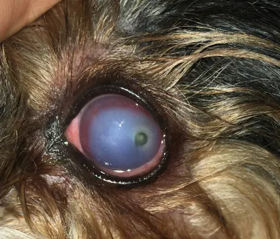 Паннус и плазмома у собак/ Chronic superficial keratitis in dogs (pannus)