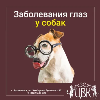 Почему у собаки красные белки глаз