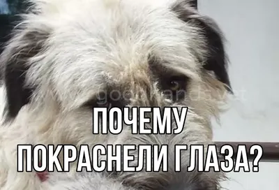 Глазные болезни собак - консультации ветврача-офтальмолога Комарова С.В. -  Страница 28 - Кожные заболевания, аллергия, уши, глаза, подушечки лап -  Лабрадор.ру собаки - ретриверы