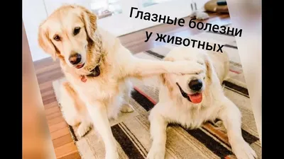 Признаки проблем с глазами у собак — Управление ветеринарии Ростовской  области