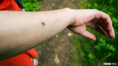 красные глисты стоковое изображение. изображение насчитывающей изолировано  - 1457921