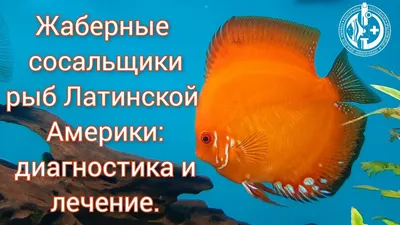 Что-то с рыбкой петушком? - Заболевания рыбок петушков и их лечение - Форум  FanFishka.ru