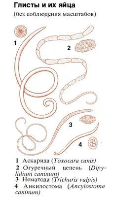 Гельминты у кошек и собак
