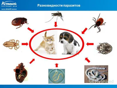 Глисты у собак 🐶 – причины заражения, симптомы и лечение гельминтоза