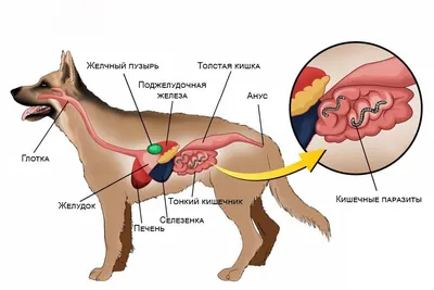 Выбор средств от глистов для собак - таблетки, суспензия, капли