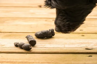 Защита от гельминтов | Дрессировка собак 🐕 | Дзен