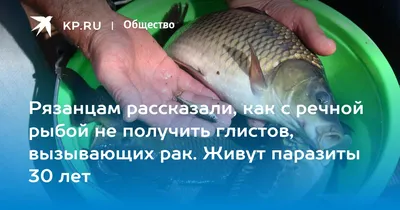 Эксперт рассказал, в чем опасность вяленой, сушеной и копченой рыбы —  TOMSK.RU