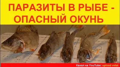 Глисты в рыбе – какие бывают и можно ли есть? Фото