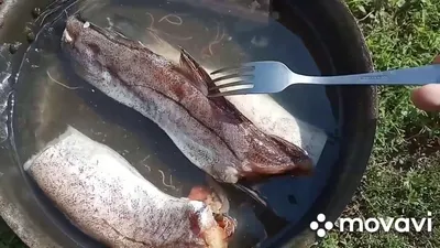 Красные черви в рыбе - вредны ли для человека рыбьи паразиты? |  FishingBY.com