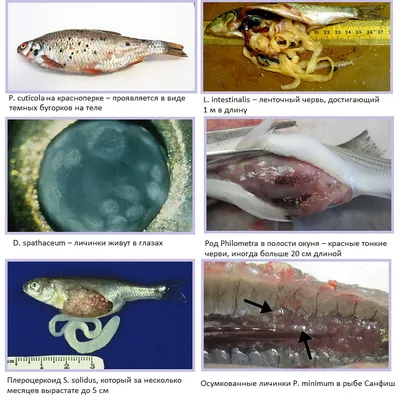 Паразиты породили рыбный кризис в Молдове
