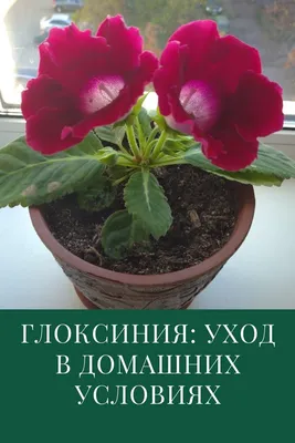 Глоксиния Криспа Метеор 1 шт. – купить луковицы цветов в питомнике \"КСП\" с  доставкой по России