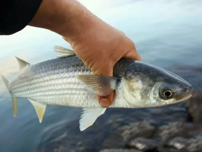 Калкан – самая вкусная рыба Черного моря - Музей Рыбы и Рыболовства