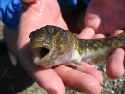 Мини рынок Совиньон - Черноморские бычки и глоська)))🐠 | Facebook