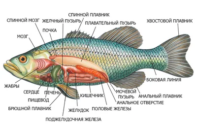 Глубже всех! Как глубоководные рыбы выдерживают огромное давление воды? |  Биофак | Дзен