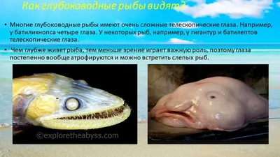 Подотряд Церациевидные или Глубоководные удильщики (Ceratioidei) |  Глубоководные животные, Морские существа, Животные