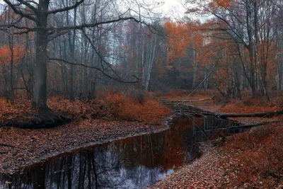 Глубокая осень / Глубокая осень, почти зима