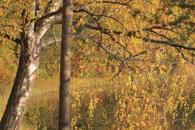 Глубокая осень и ее мотивы 🍁 Воспоминания из детства | Анастасия Ефимова |  Дзен