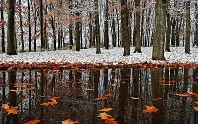 Вся палитра впечатлений: Октябрь: золотая осень, глубокая осень и предзимье