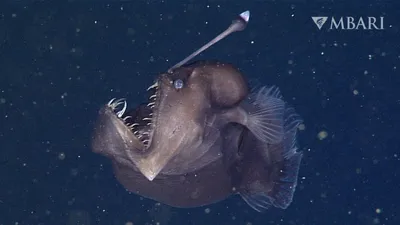 Lancetfish. Взорвать Ferox Alepisaurus. Длинные глубоководные рыбы Стоковое  Изображение - изображение насчитывающей вода, изолировано: 183623693