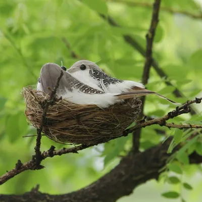 Гнёзда птиц Сибири и сопредельных регионов. Том 1 | Nests of birds of  Siberia and neighboring regions. Vol. 1.