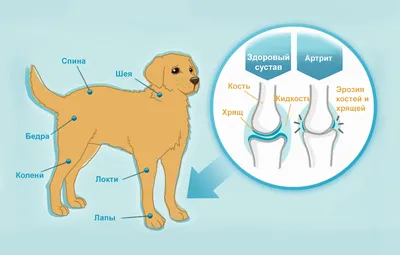 Артрит у собак: как не пропустить болезнь? | Четыре Лапы. Все о домашних  животных | Дзен