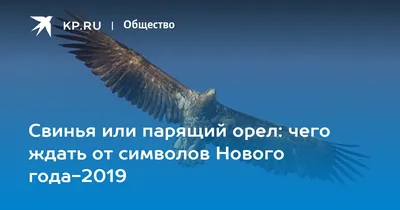 Год желтой свиньи или парящего орла? | Димок о насущном | Дзен