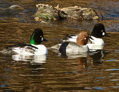 Гоголь обыкновенный (Bucephala clangula)