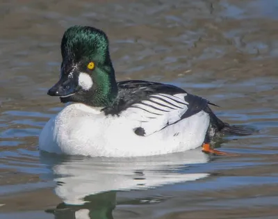 Исландский гоголь - eBird