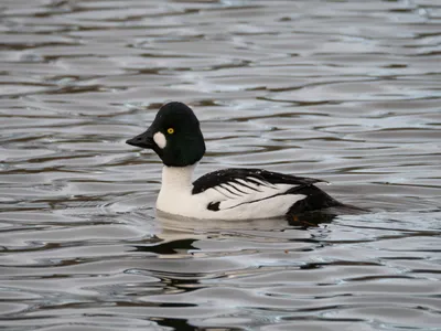 Гоголь (Bucephala clangula). Птицы Сибири.