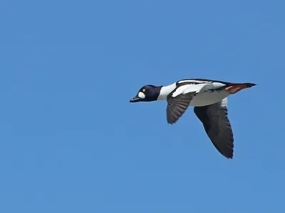 Гоголь Bucephala Clangula — стоковые фотографии и другие картинки Гоголь -  Гоголь, Великобритания, Утка - Водоплавающая птица - iStock