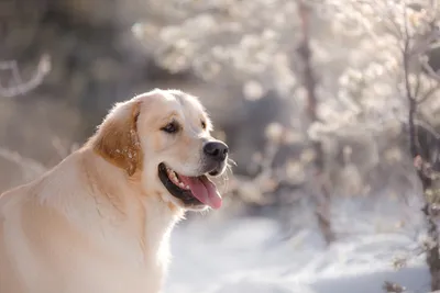 Косметика Bio-Groom для собак породы Золотистый ретривер