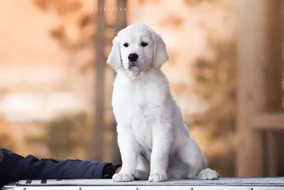 Tramin Golden Retrievers