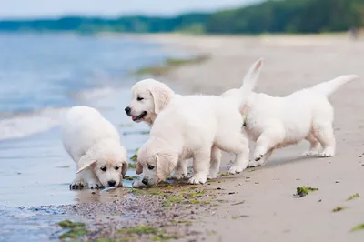 Эстетика | Retriever puppy, Golden retriever, Golden retriever puppy