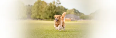 Golden retriver | perlinapoltavi