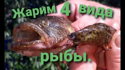 Phoxinellus alepidotus (Гольян хеккеля) | ВСЕ О ПРЕСНОВОДНЫХ РЫБАХ